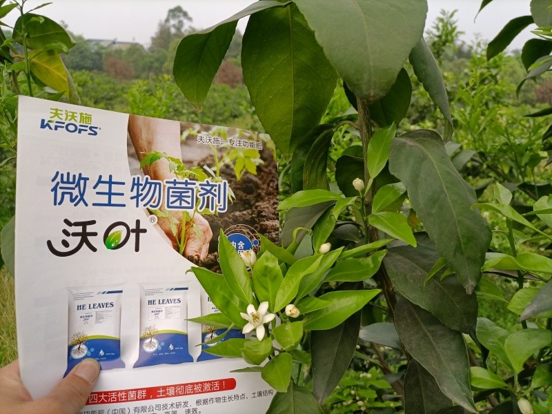 柑橘施肥用什么？60秒全掌握