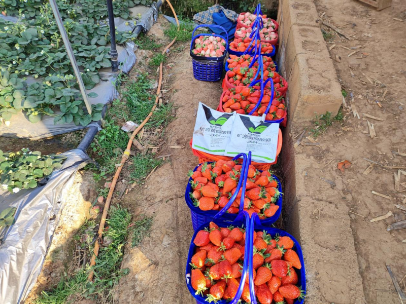 草莓施肥用什么肥料好？