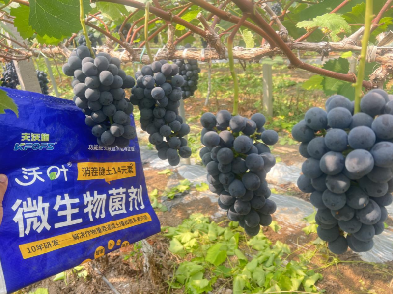 果樹秋施肥是金，科學施用底肥，解決土壤根系頑疾