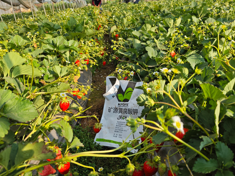 草莓各個(gè)時(shí)期的施肥方案-草莓用沃葉水溶肥效果1.png